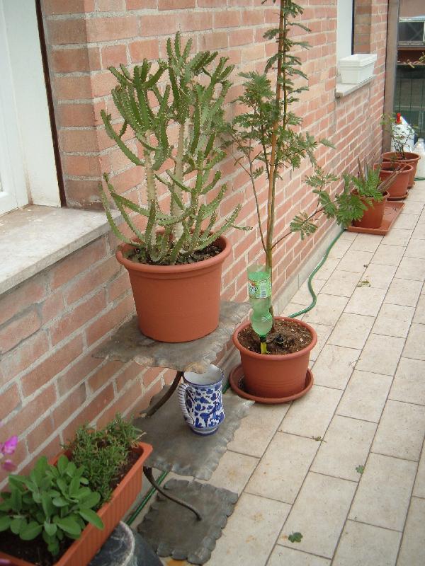 Euphorbia lattea.JPG